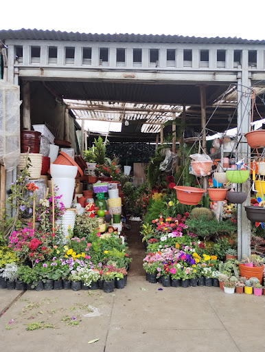 Vivero los Anturios Trujillo